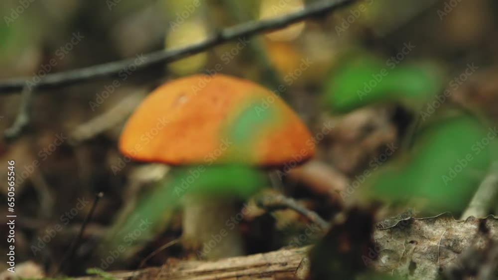 Autumn mushrooms in the forest sunlight in the forest. Mushroom picking in the forest. Soft selective focus Autumn mushrooms in the forest sunlight in the forest. Mushroom picking in the forest. Soft selective focus