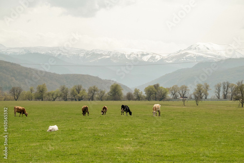 cows grazing in the mountains © Savina Daria