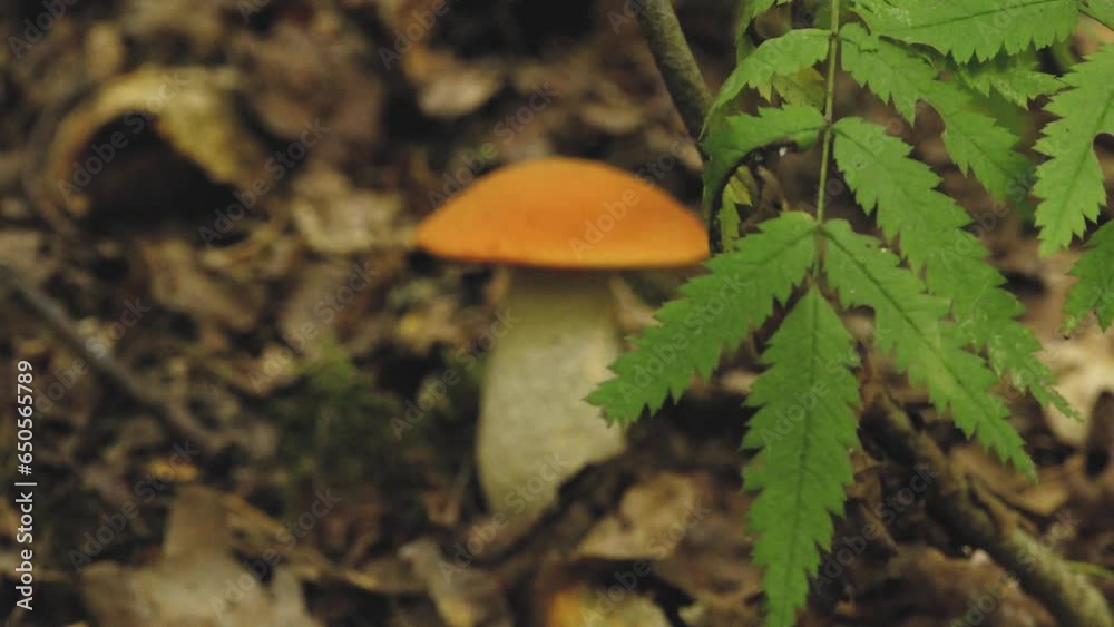 Autumn mushrooms in the forest sunlight in the forest. Mushroom picking in the forest. Soft selective focus Autumn mushrooms in the forest sunlight in the forest. Mushroom picking in the forest. Soft selective focus