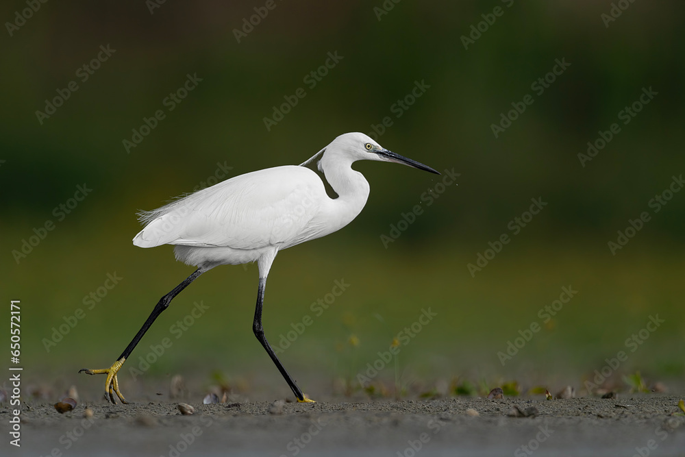 Walking in the wetlands, the beautiful little egret (Egretta garzetta) Walking in the wetlands, the beautiful little egret (Egretta garzetta)