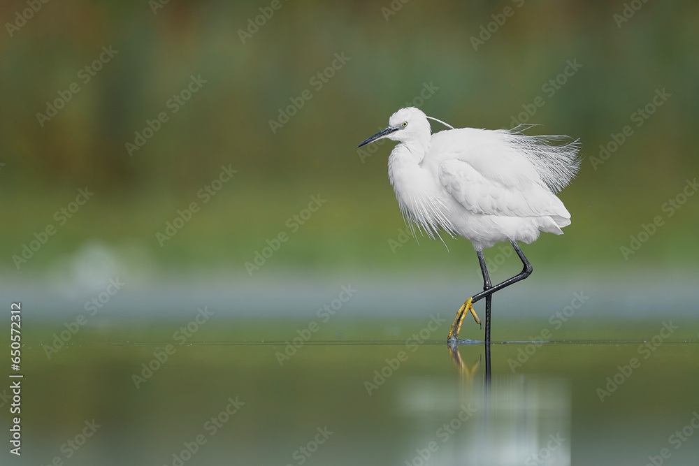 Obraz premium The elegance of little egret (Egretta garzetta)