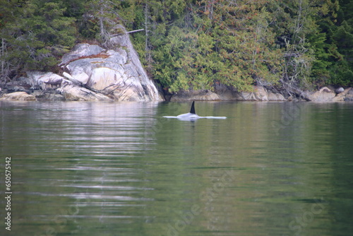 Transient Orca  Orcinus orca   aka Bigg s Killer Whales  Knight Inlet  British Columbia  Canada.