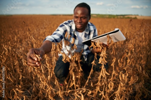 Control of the quality of the product, the wheat. Beautiful African American man is in the agricultural field