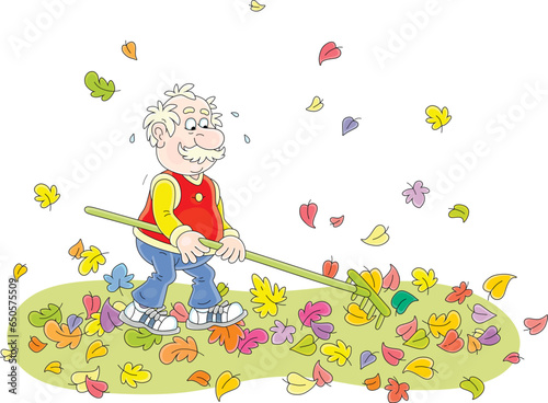 Funny elderly villager raking fallen colorful leaves with a rake and cleaning his autumn garden plot out of town, vector cartoon illustration isolated on a white background