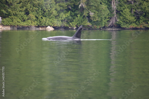 Transient Orca (Orcinus orca), aka Bigg's Killer Whales, Knight Inlet, British Columbia, Canada.