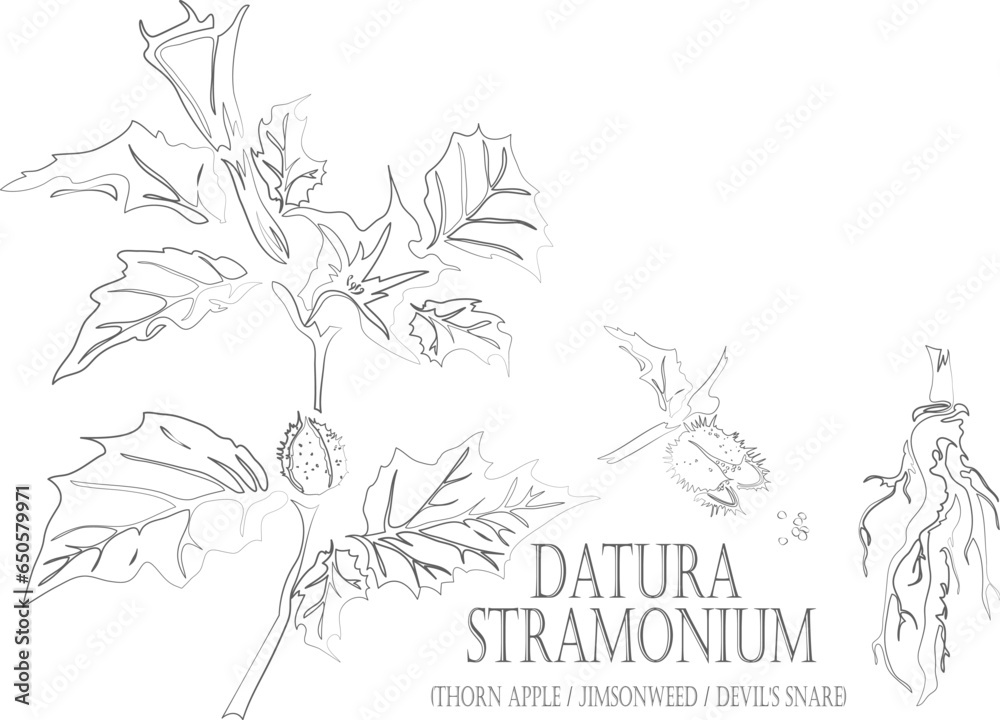 Devil's trumpet, thorn apple, jimsonweed seeds, root vector contour. Medicinal Datura stramonium plant outline. Set of Datura flowers in Line for pharmaceuticals. Contour drawing of medicinal herbs