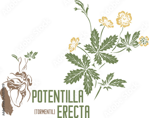 Tormentil medicinal herb vector silhouette. Medicinal Potentilla erecta plant. Set of Tormentil root, leafs and flowers in color image for pharmaceuticals and coocking. Medicinal herbs color drawing