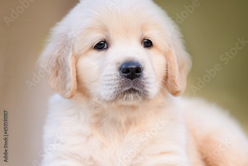 close-up portrait of a dog puppy newborn golden retriever labrador 1 month on a walk in the park in the summer. Small puppies for sale