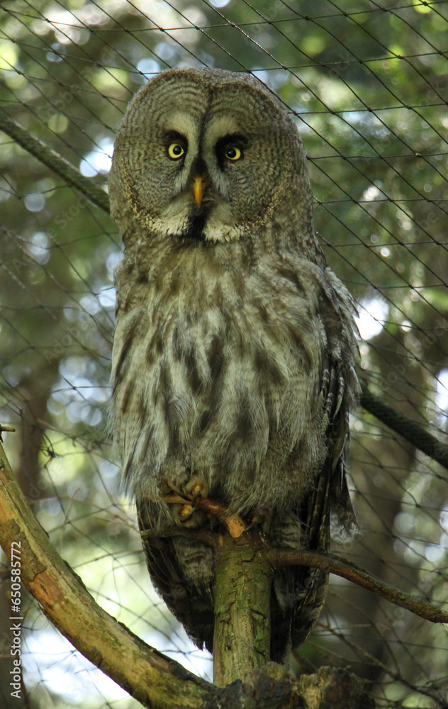 Fototapeta premium The Ural owl (Strix uralensis) is a large nocturnal owl
