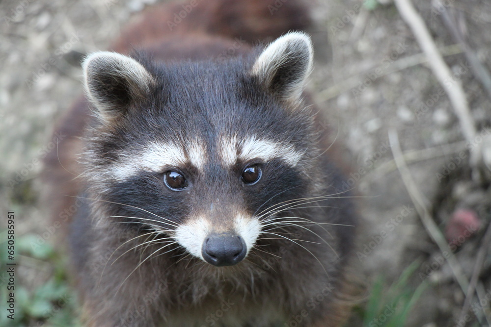 raccoon (procyon loto) close up 