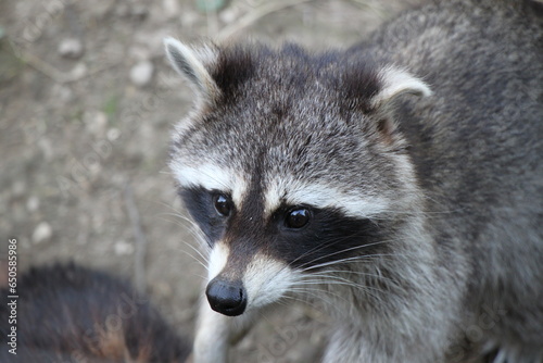 racoon (procyon lotor) face close up © Robirensi