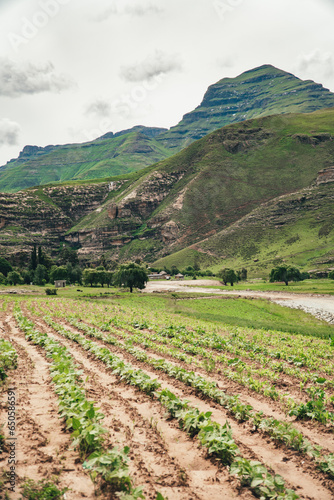 Sustenance farming in a small African village in the alpine country of Lesotho. photo