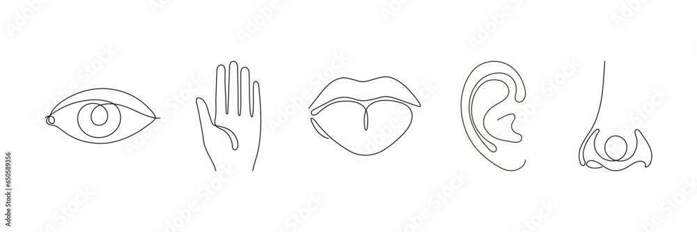 Five organ sense, line continuous. See, touch, taste, hear, smell set symbol. Eye, ear, tongue, nose, hand outline symbol. Vector illustration Five organ sense, line continuous. See, touch, taste, hear, smell set symbol. Eye, ear, tongue, nose, hand outline symbol. Vector illustration
