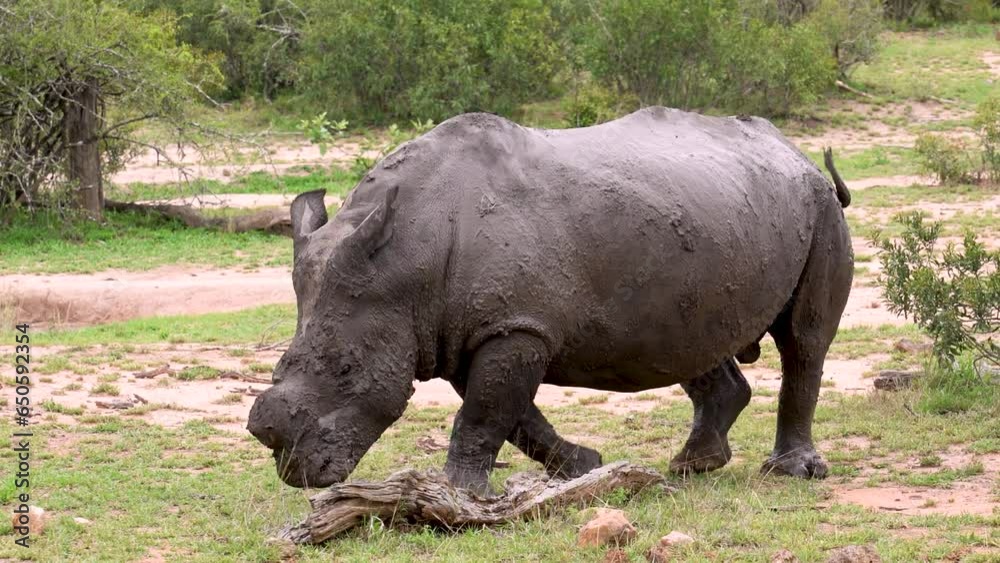 An endangered African White rhino covered turns and moves away, Kruger, Ceratotherium simum simum An endangered African White rhino covered turns and moves away, Kruger, Ceratotherium simum simum