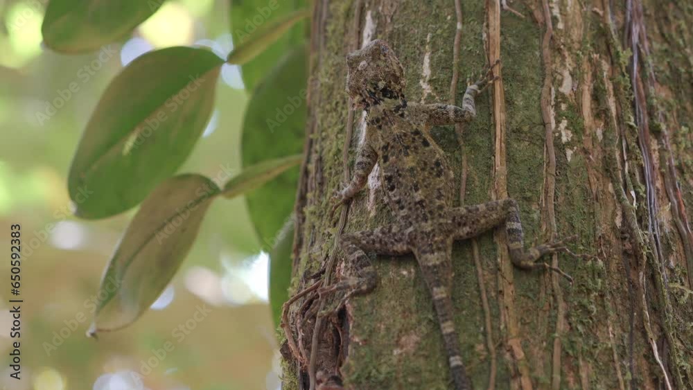 Collard tree lizard in the wild, Location: Guyana, South America Collard tree lizard in the wild, Location: Guyana, South America