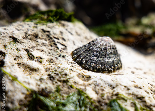 Closeup  of Single large patelliform limpet (sea snail) attached to a seaweed covered rock on the beach sharp focus with blurred background photo