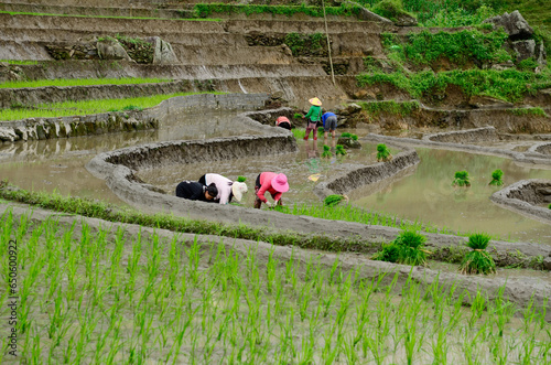 Sapa rice terraces in Vietnam.