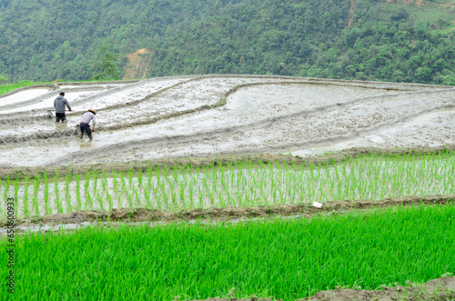 Sapa rice terraces in Vietnam.