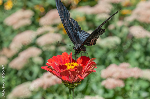 butterfly on flower