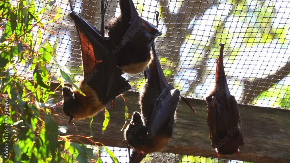 Native Australian bat, little red flying fox, pteropus scapulatus ...