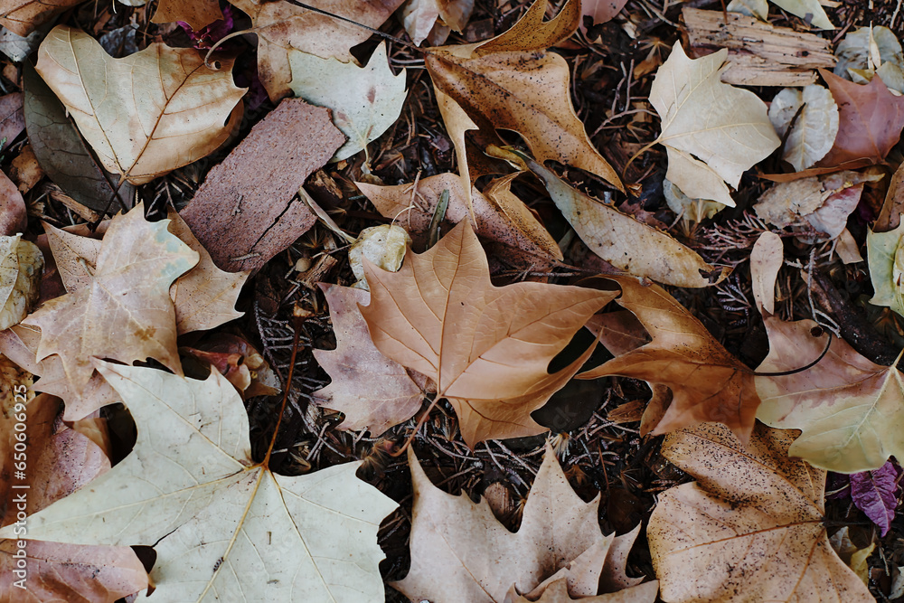 Fallen autumn leaves on the ground in the forest, nature background