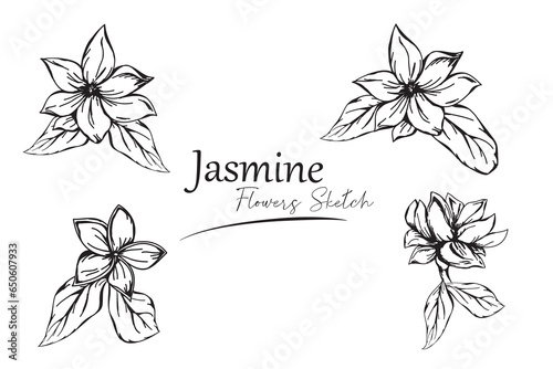 jasmine flower sketch vector illustration.