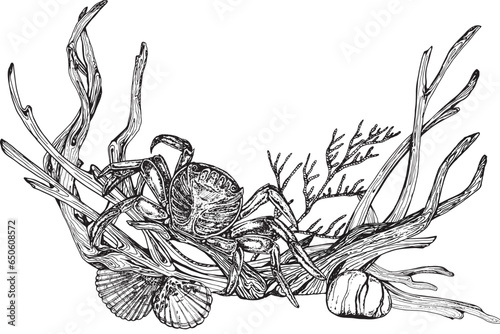 Marine composition of shells, molluscs, algae, snags, crab. Black and white hand-drawn graphics translated into vector. illustration  