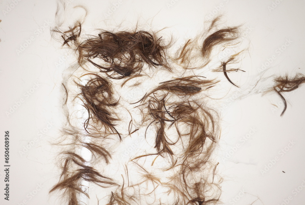 Cut off split ends of hair lie on floor. How to cut hair ends correctly concept Cut off split ends of hair lie on floor. How to cut hair ends correctly concept