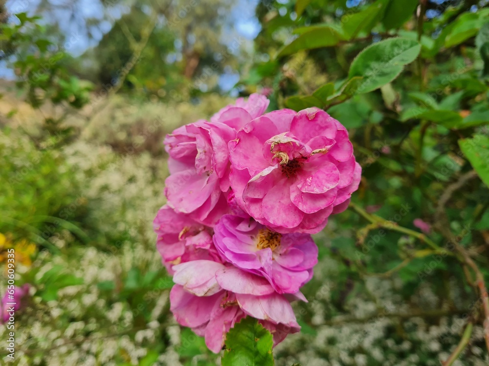 pink rose bush pink rose bush