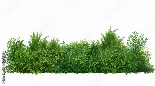 hedges and grass in front of lawn on white background