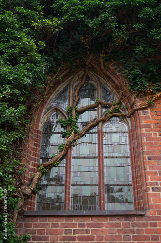 Ivy growing on the wall of an old castle, Malbork, Poland. Gothic window, summer, green ivy, on window, middle ages, fantasy, © Єгор Городок