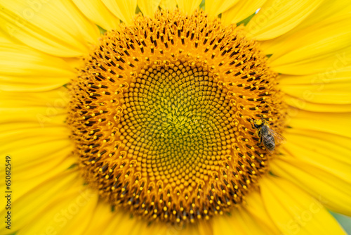 sunflower close up bee