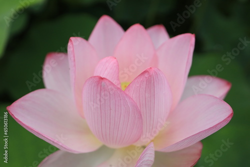 蓮の花畑