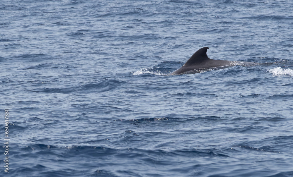 Pilot whale
