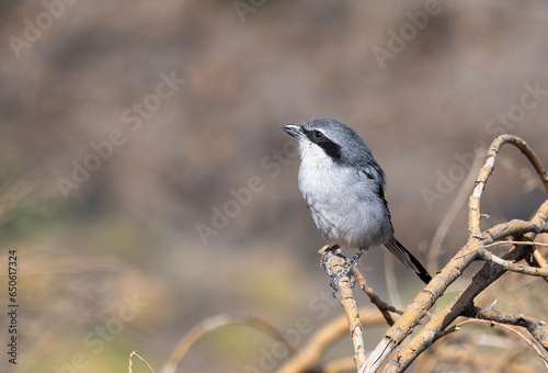 Northern shrike