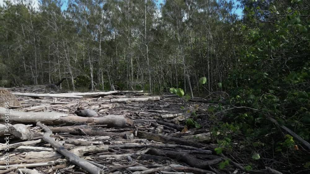 Piles of driftwood cover part of a environmentally critical mangrove forest after a recent climate change weather event. Marine science survey Piles of driftwood cover part of a environmentally critical mangrove forest after a recent climate change weather event. Marine science survey
