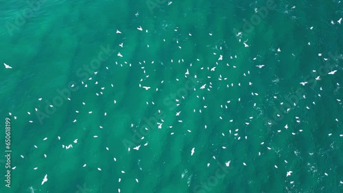 Migrating seabirds flock over the ocean surface chasing and feeding on school of fish. Drone view photo