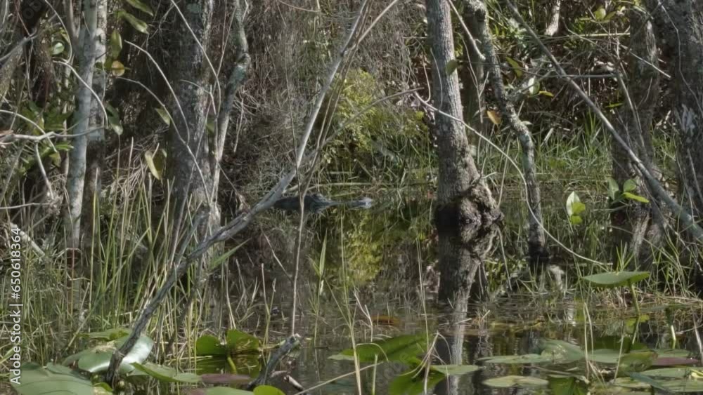 Slow motion trucking left shot of the head of a crocodile resting above the murky swamp water of the Florida everglades near Miami surrounded by mangroves and other plants on a warm sunny day Slow motion trucking left shot of the head of a crocodile resting above the murky swamp water of the Florida everglades near Miami surrounded by mangroves and other plants on a warm sunny day