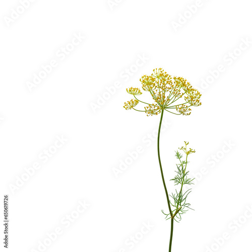 Fennel flowers isolated on a white background.