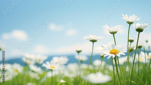 Blooming white daisy flowers in a meadow on a green grass hill with summer blue sky and distant mountains.