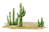 Desert landscape with saguaro cactuses and sand watercolor illustration isolated on white background. Arizona, Wild West or Mexican nature clipart