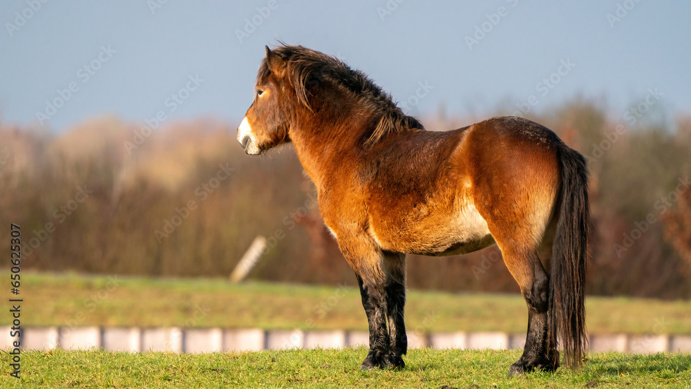 A panorama of a brown wild Exmoor pony stands against a blue sky. Staring into the distance in a nature reserve in Fochteloo, the Netherlands. Selective focus, food, blue, sun, social media, web