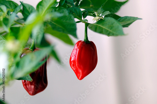 red habanero plant on white background, agriculture with habanero chili peppers, chili harvest in september and october in autumn, close-up of habanero chili pepper