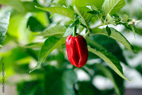 red habanero plant on white background, agriculture with habanero chili peppers, chili harvest in september and october in autumn, close-up of habanero chili pepper