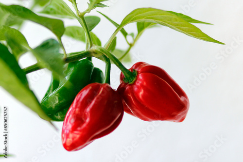 red habanero plant on white background, agriculture with habanero chili peppers, chili harvest in september and october in autumn, close-up of habanero chili pepper