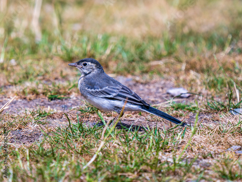 Juvenile Pied Wagtail Feeding in a Meadow