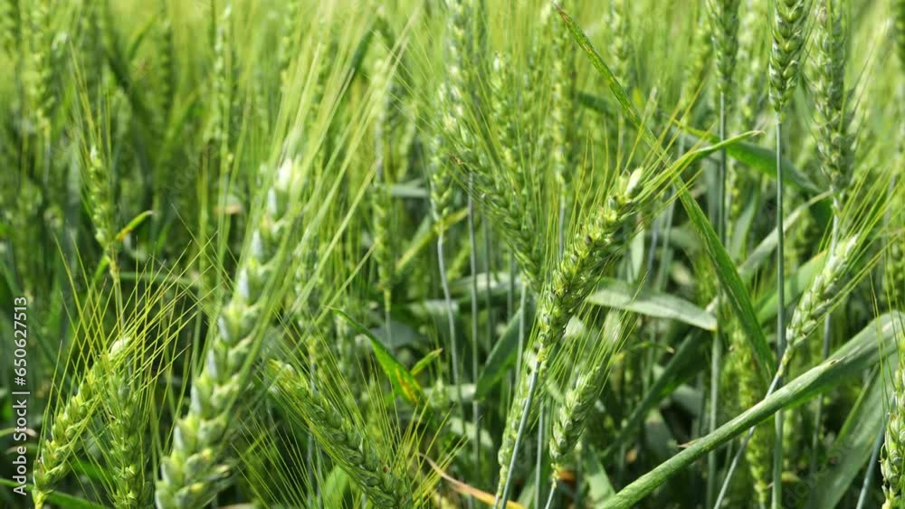 Low angle view, close-up, as gusty wind plays with young green ears, spikelet of wheat, cereal at spring, waving along breeze. Low angle view, close-up, as gusty wind plays with young green ears, spikelet of wheat, cereal at spring, waving along breeze.