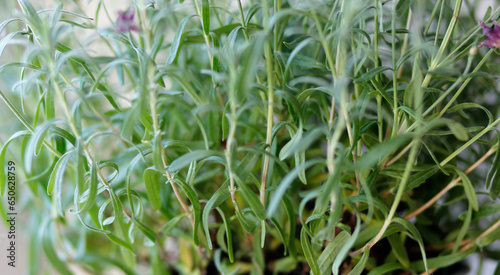 lavender plant, green leaves of lavender plant in garden, close-up  of lavender plant