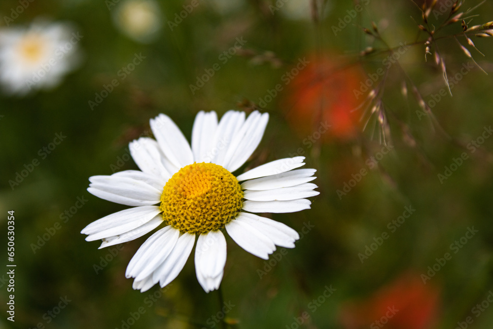 Fototapeta premium daisies in a garden