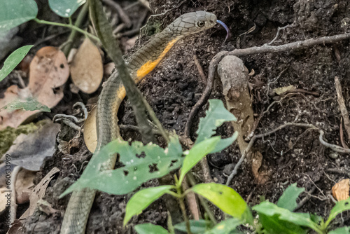 Photography A king Cobra - young snake in Singapore